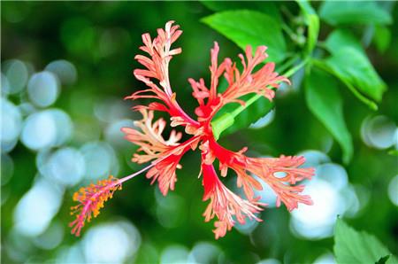 The difference between chandelier fuso and hibiscus - flowers