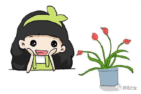 Plant a few bulbous plants in winter, and you will have flowers during the Chinese New Year