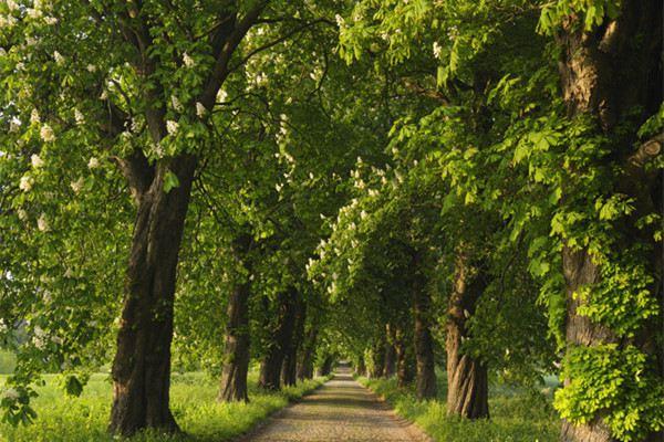 How to grow horse chestnuts