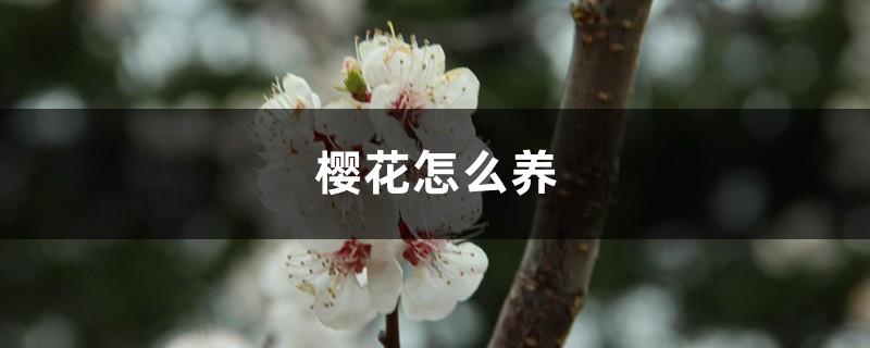 How to grow cherry blossoms