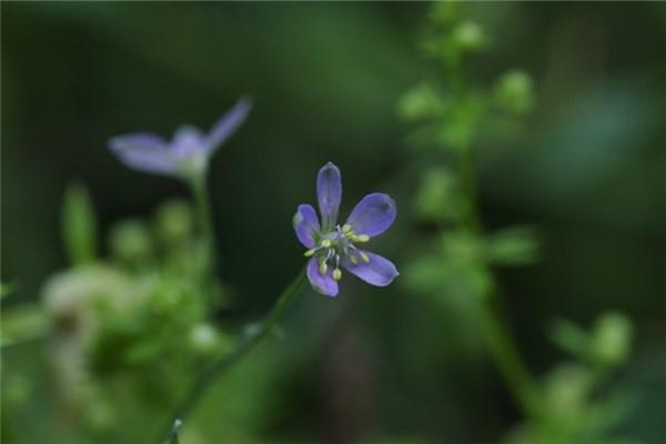 When will Huanliang grass bloom