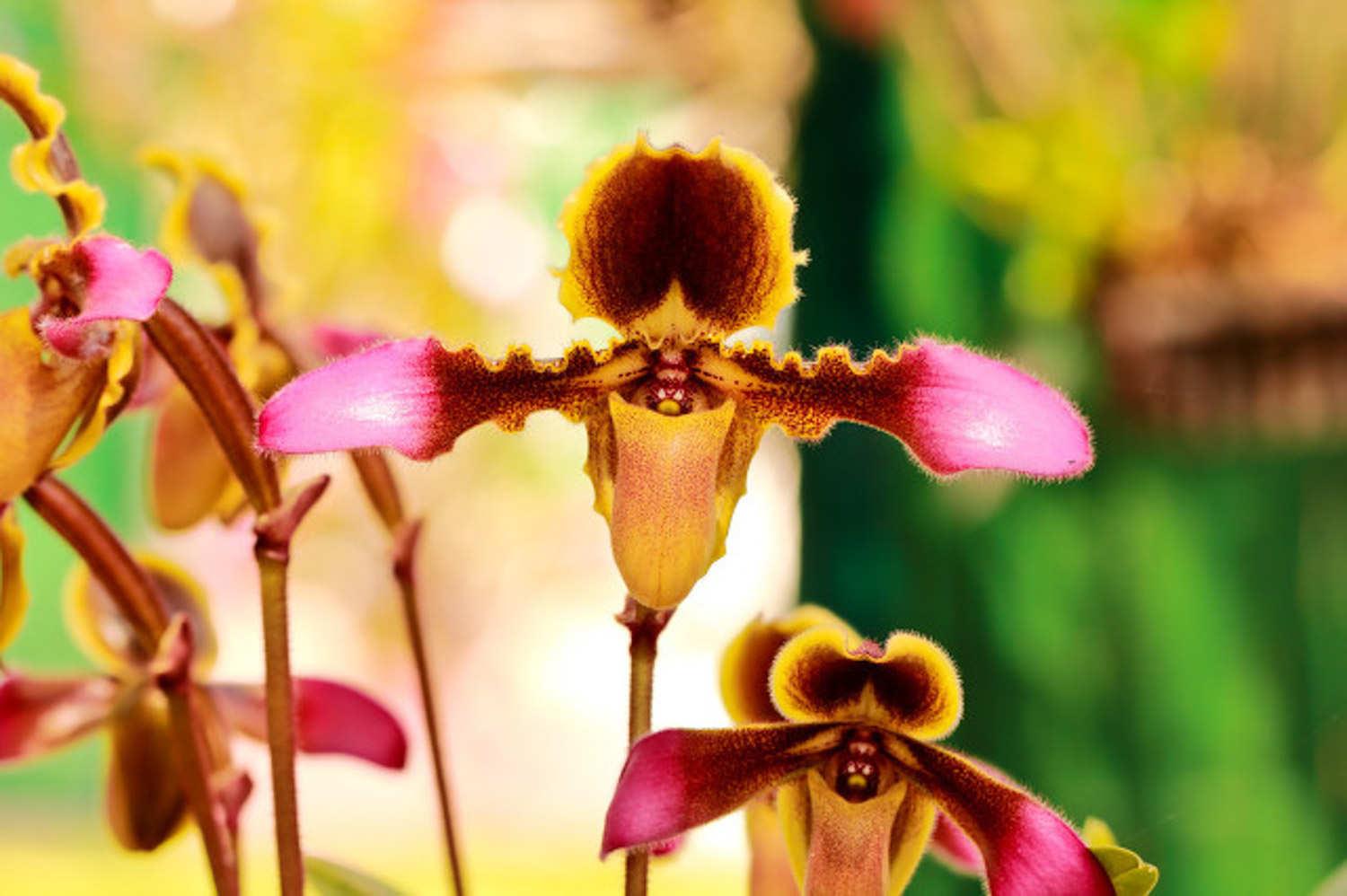 Paphiopedilum