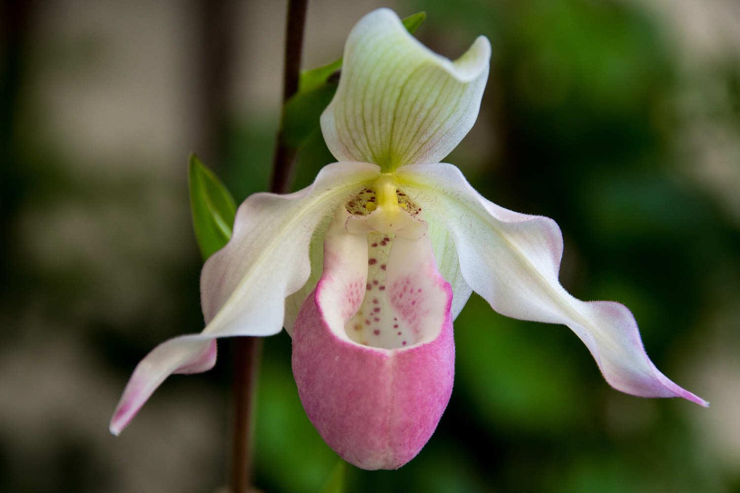 Paphiopedilum