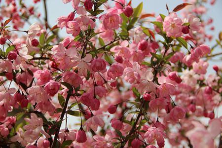 Weeping Begonia