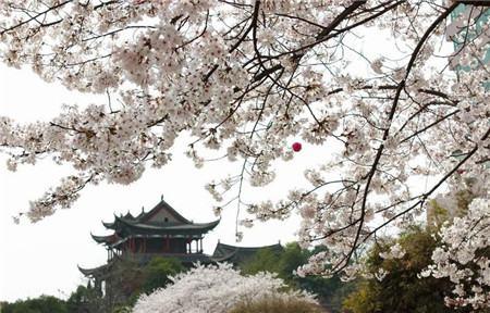 Weeping Cherry Blossom