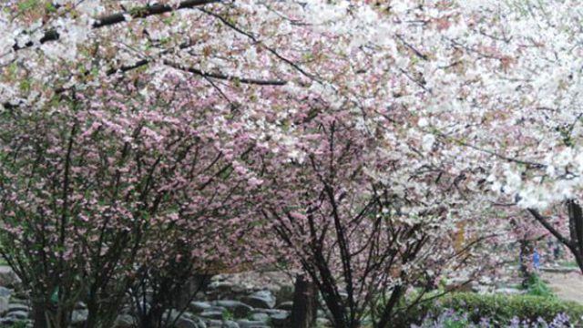 The difference between weeping begonia and weeping cherry blossom