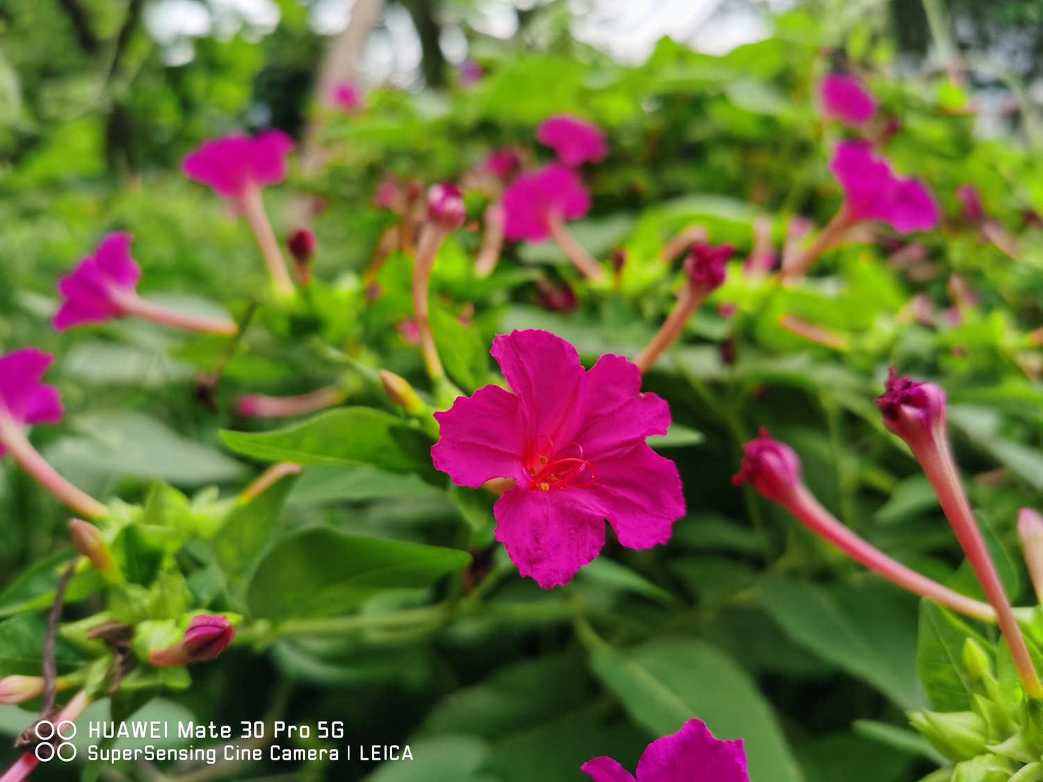 Purple Jasmine