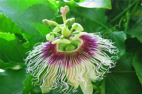 What varieties of passionflower are there