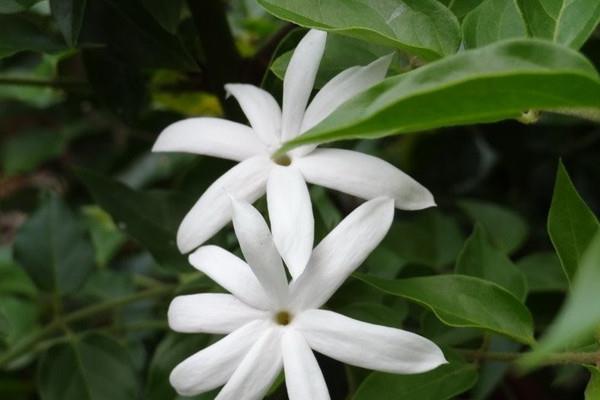 Mao Jasmine Breeding Methods and Precautions