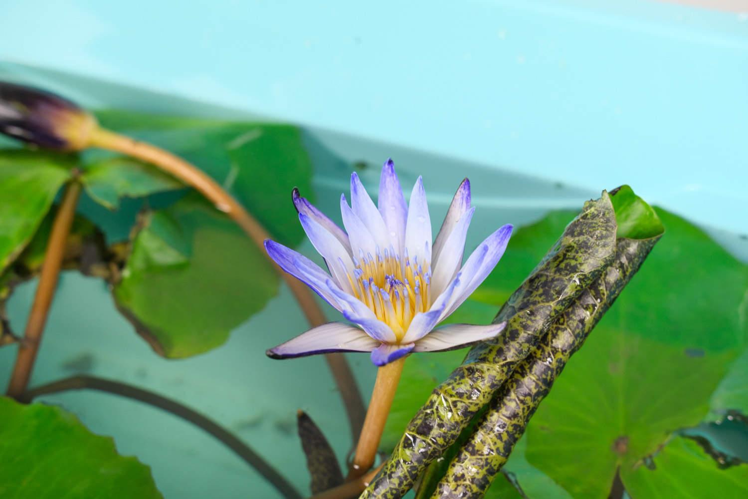 Water Lily