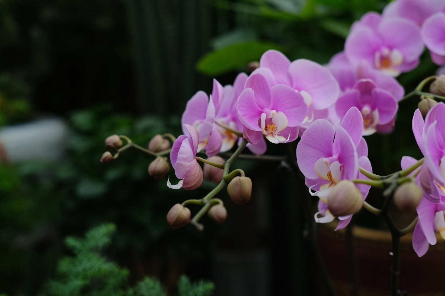 Phalaenopsis