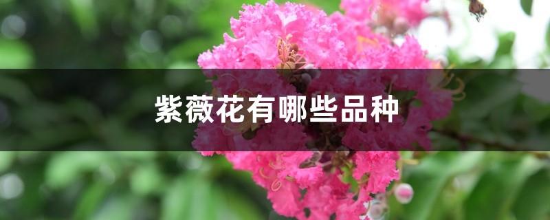 What varieties of crape myrtle flowers are there