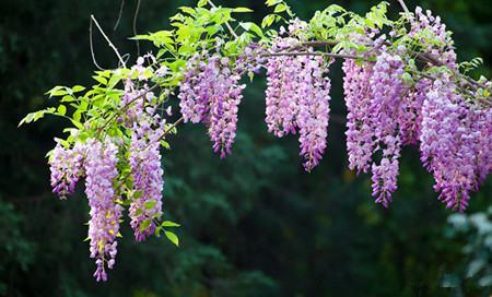 Characteristics of Wisteria