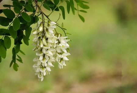 Characteristics of Sophora japonica