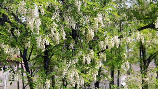 The Difference Between Wisteria and Sophora japonica