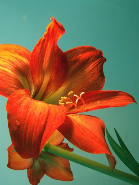 Amaryllis