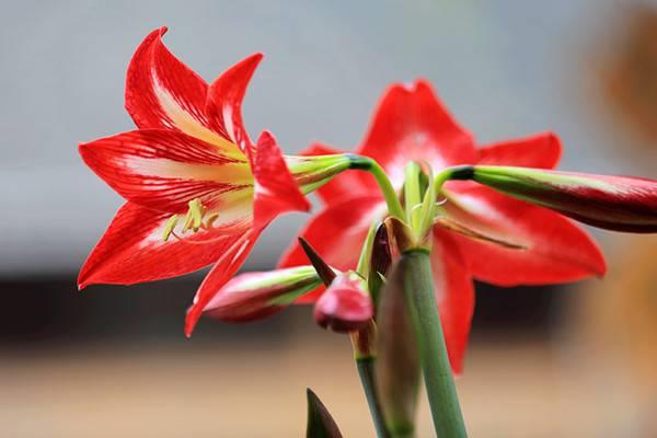 The difference between amaryllis and lilies