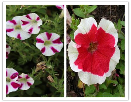 Million Little Bells Compare with petunia flowers