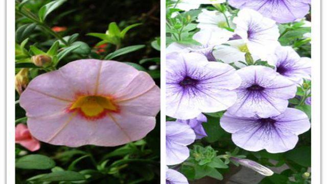 The difference between a million bells and a petunia