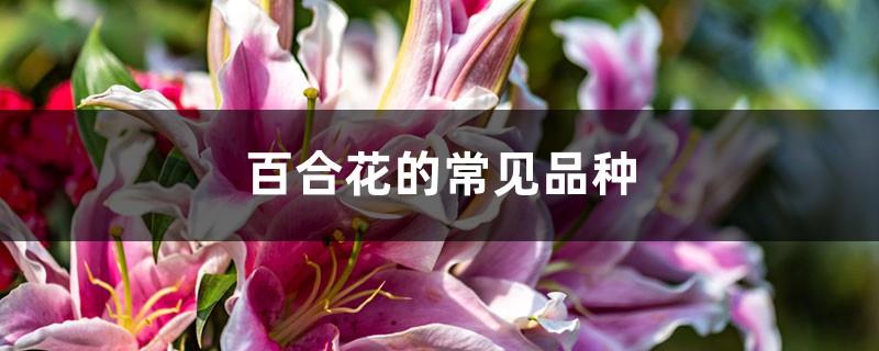 Common varieties of lilies