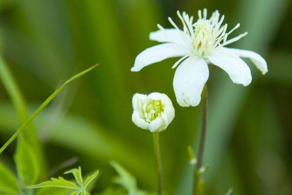 38 common flower care tips, if you can't care for them well, read here!