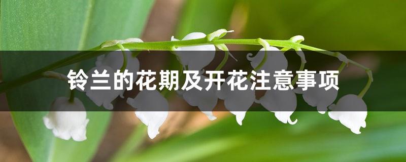 The flowering period and flowering precautions of lily of the valley