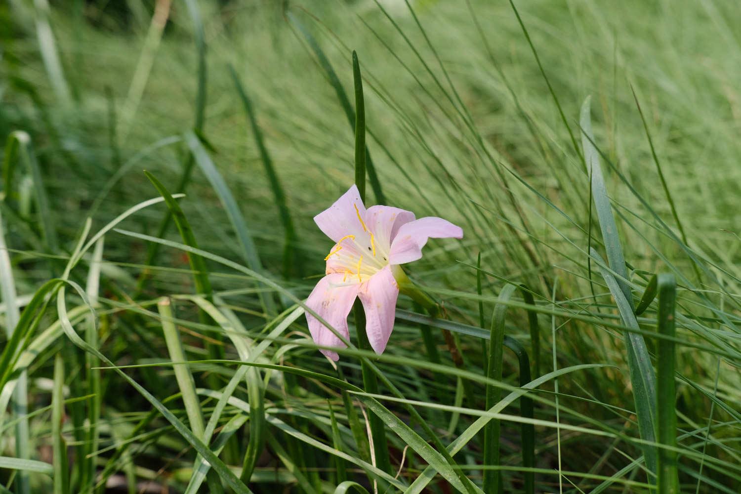 Wind and Rain Orchid