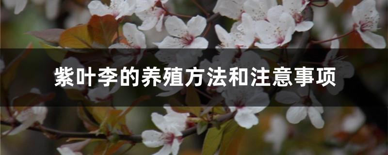 Purple Leaf Plum Breeding Methods and Precautions