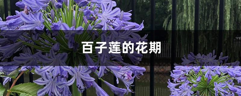 The flowering period of Agapanthus