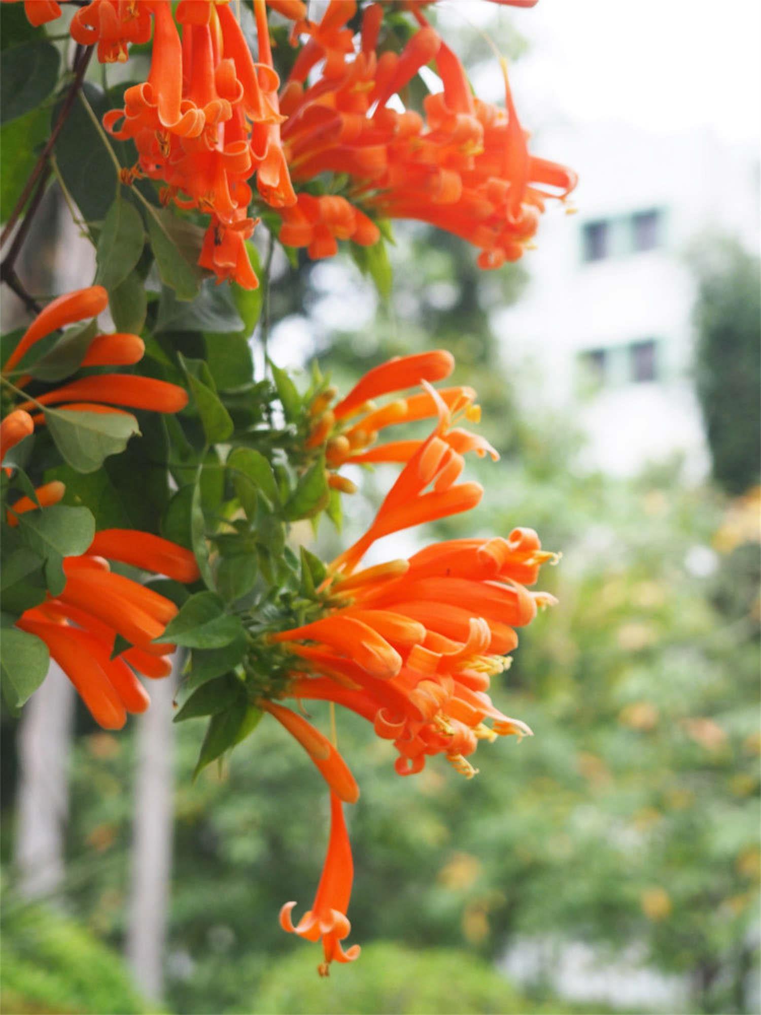 Firecracker Flower