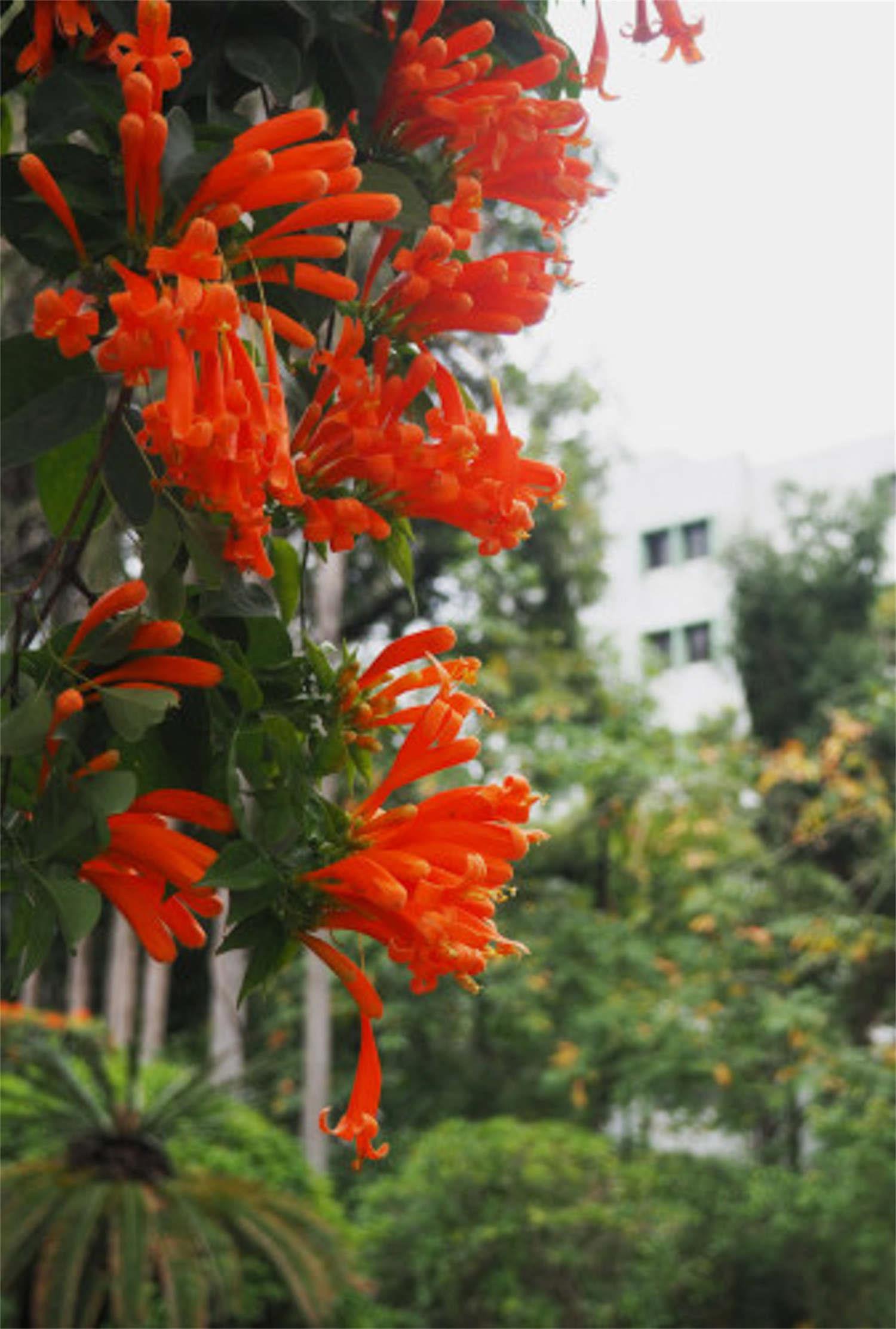 Firecracker Flowers