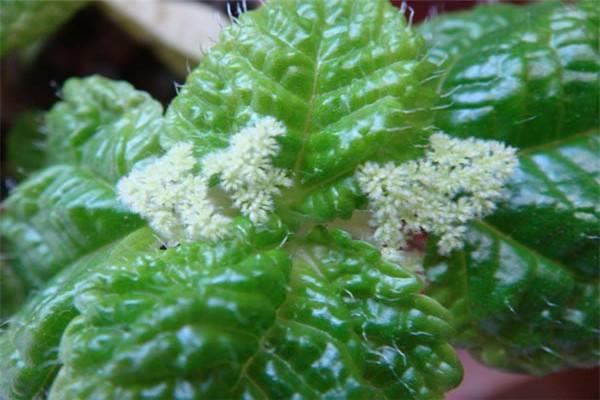 How to breed strawberry spider plants