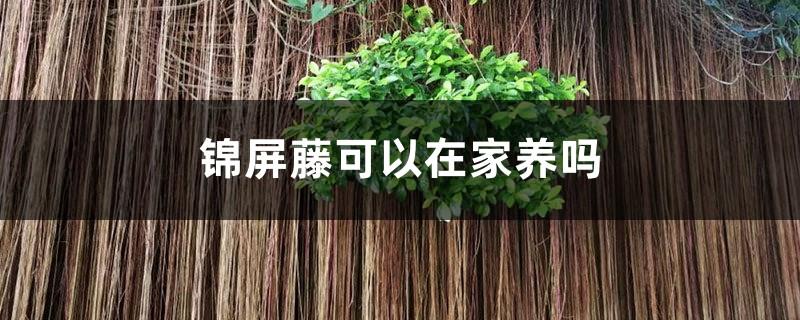 Can Jinping Vine be grown at home?