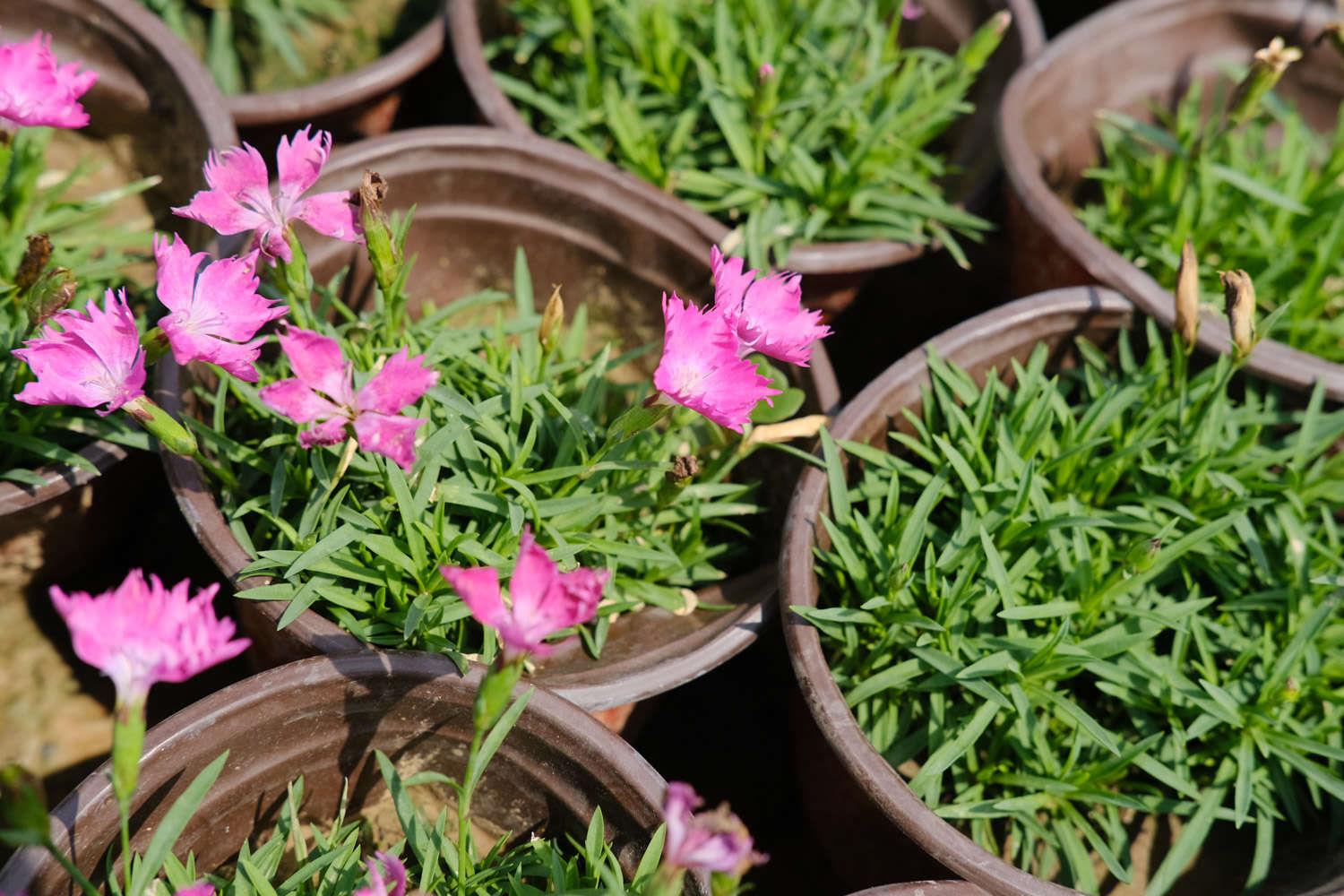 Dianthus