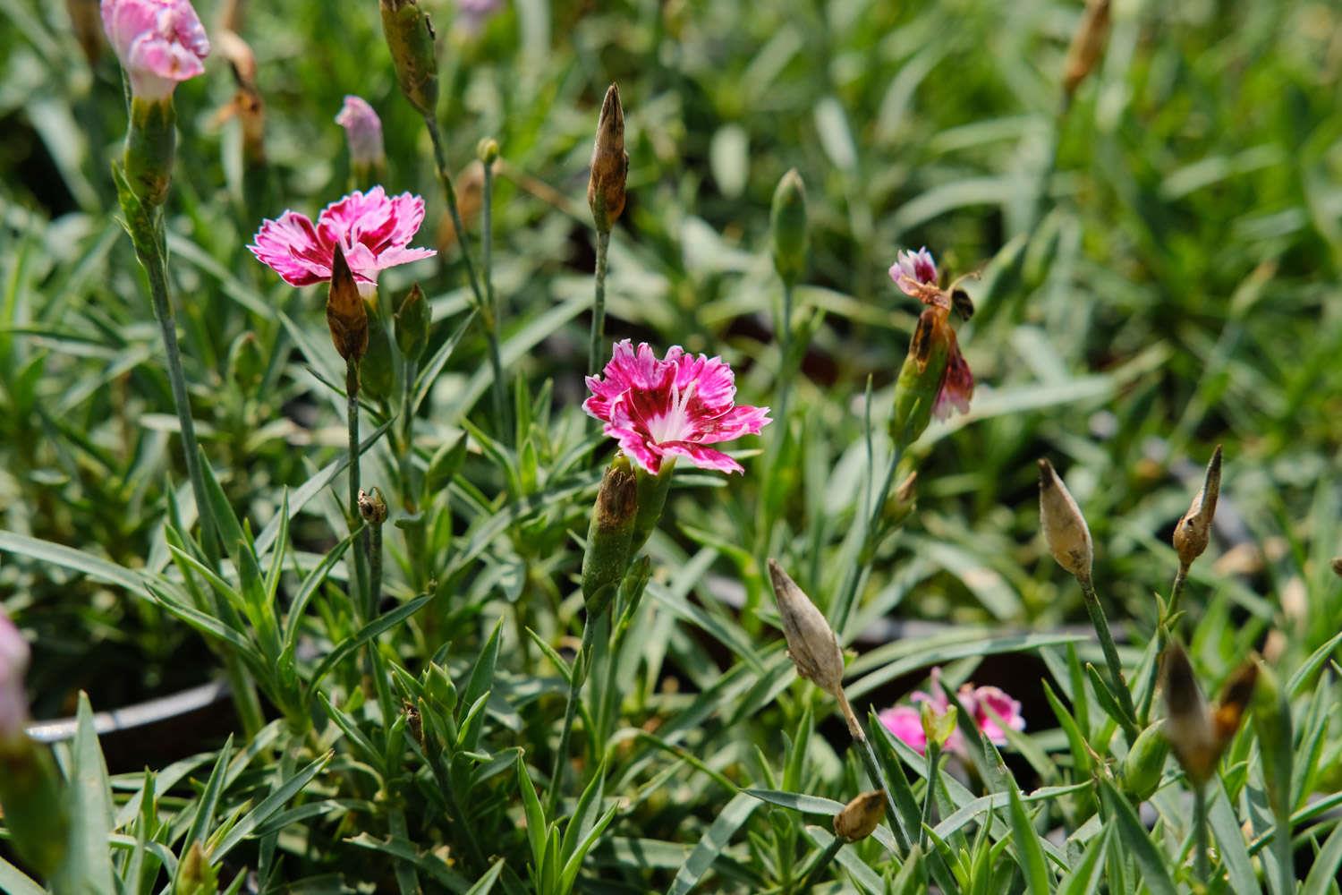 Dianthus