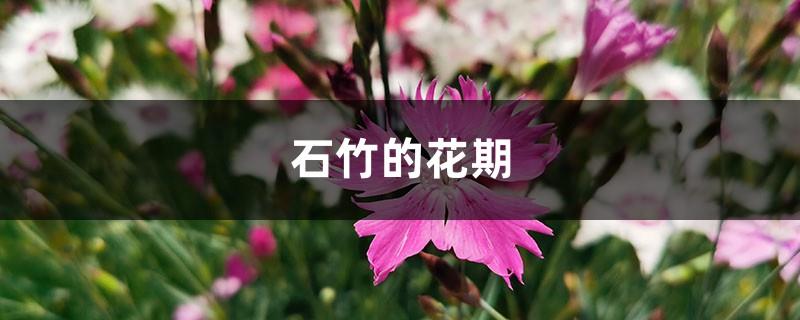 Flowering Period of Dianthus