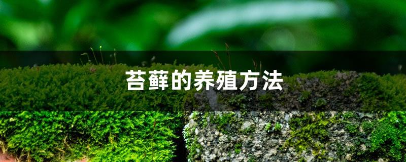 Moss cultivation method