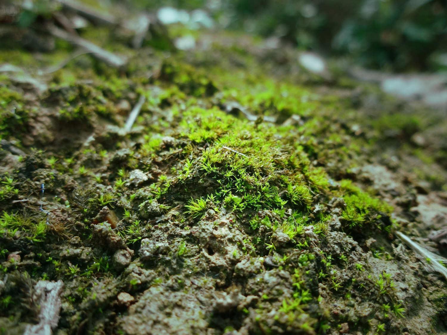 moss