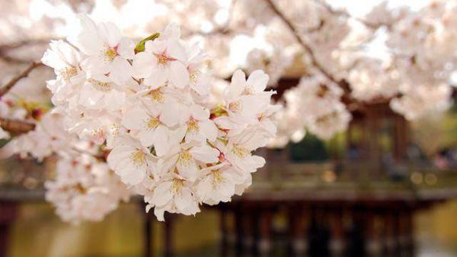 What is the difference between peach blossoms and cherry blossoms