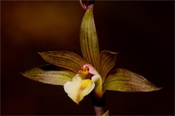 How to grow lip orchids