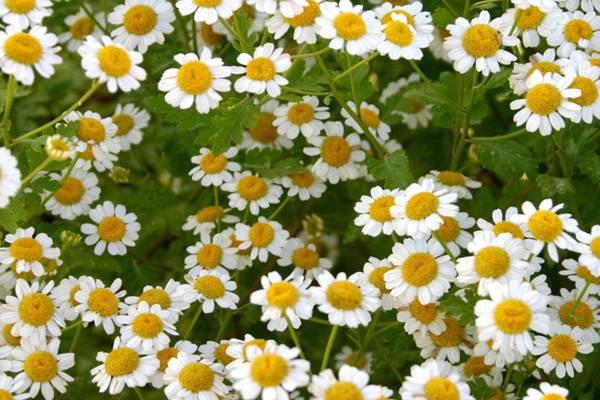 Cultivation methods of chamomile