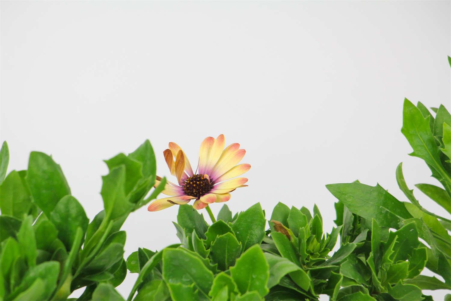 Blue-eye chrysanthemum