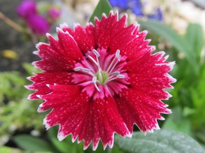 Chinese Dianthus