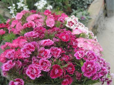 American Dianthus Beautiful Pictures