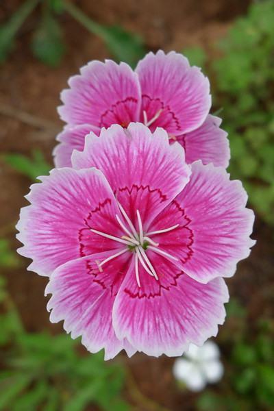 Beautiful Pictures of Chinese Dianthus