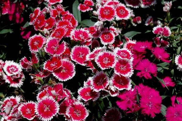 What is the difference between American Dianthus and Chinese Dianthus