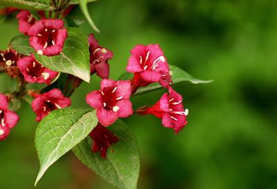 Weigela