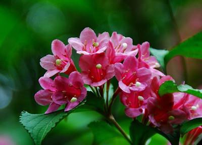 Weigela beautiful picture