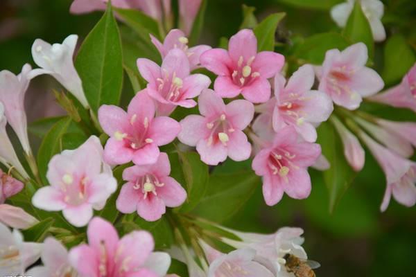 The difference between seaweed and weigela