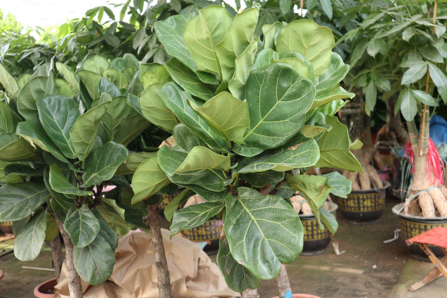 Rong fiddle leaf